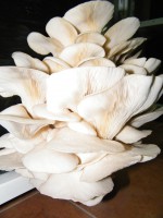 Cacho de Pleurotus